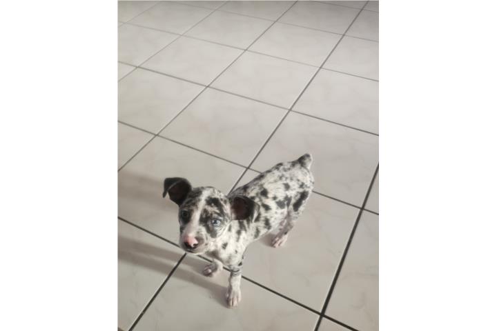 Se vende perro marlene  Puerto Rico