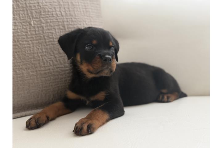 Rottweiler Importados Puerto Rico