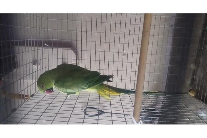 Cotorra hembra Ringneck Puerto Rico