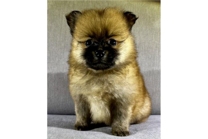 Pomeranian nene  Puerto Rico