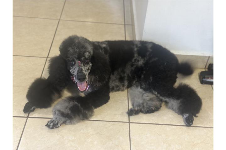 Standard Poodle hembra merle Puerto Rico