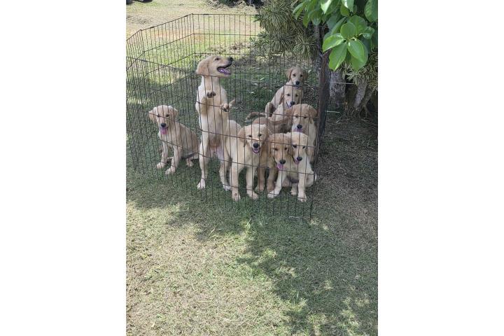 Golden retriever $500 Puerto Rico