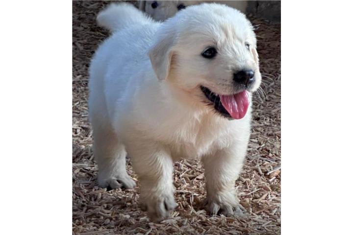 Golden retriever Puerto Rico