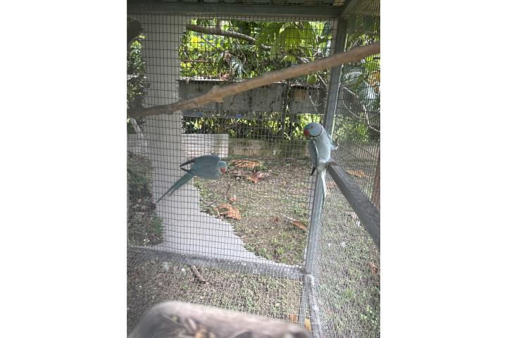 Ringneck pareja   Puerto Rico