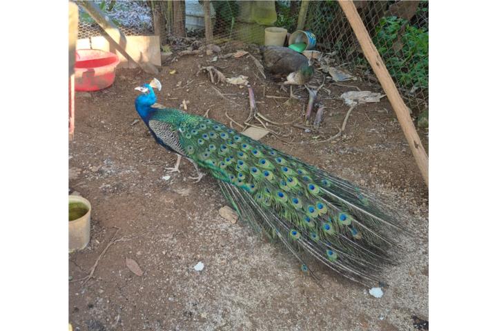 Pareja de Pavos a la venta   Puerto Rico