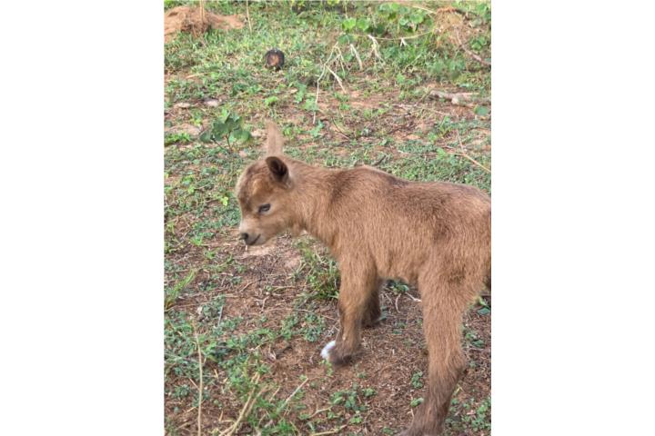 Cabrito enano Puerto Rico