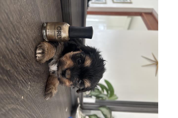 Yorkie toy hembra y macho  Puerto Rico