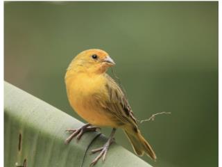 Finches Azafrán  Puerto Rico