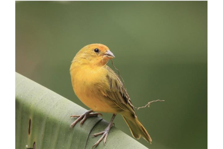 Finches Azafrán  Puerto Rico