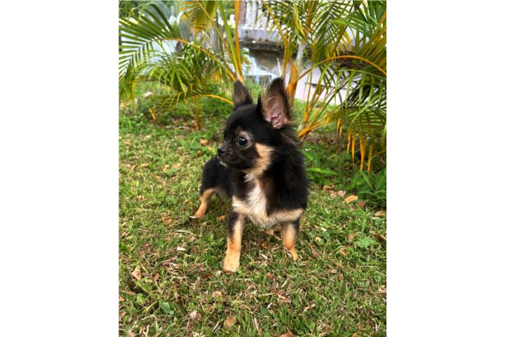 CHIHUAHUA CABEZA DE MANZANA Puerto Rico