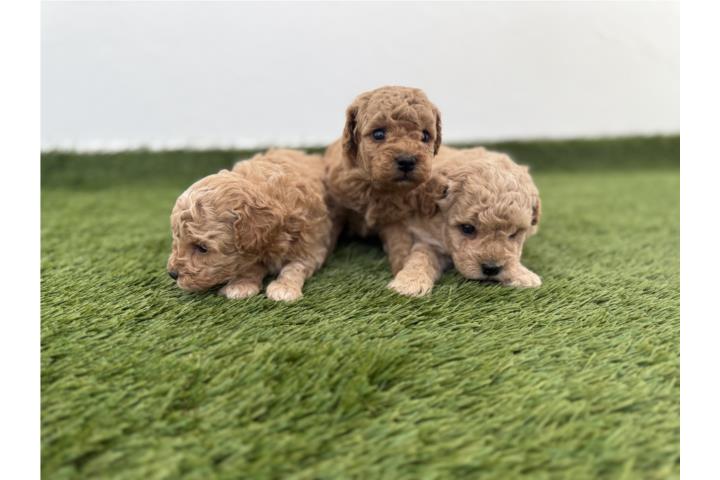Toy poodle  Puerto Rico