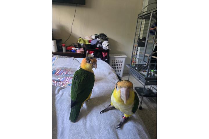Caique white bellied Puerto Rico