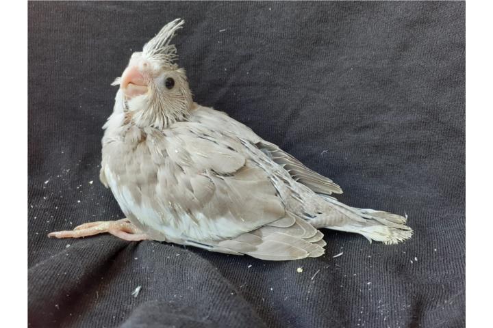 Cockatiel Bebe Puerto Rico