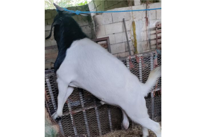 Cabro boar joven  Puerto Rico