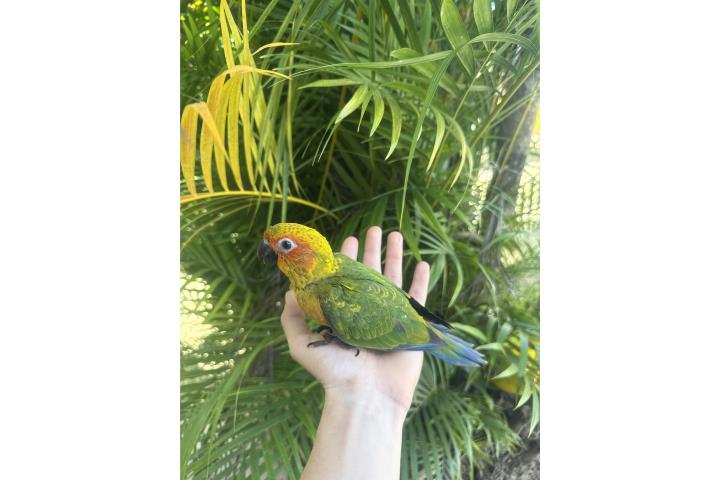 Sun Conure hembra  Puerto Rico