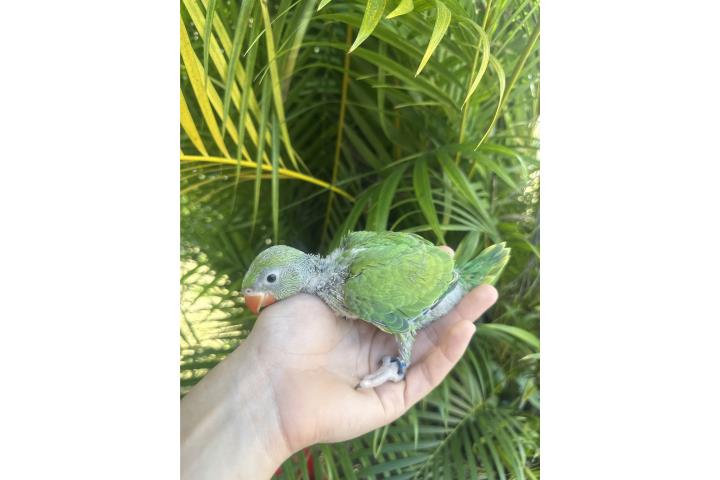 Ringneck verde bb  Puerto Rico