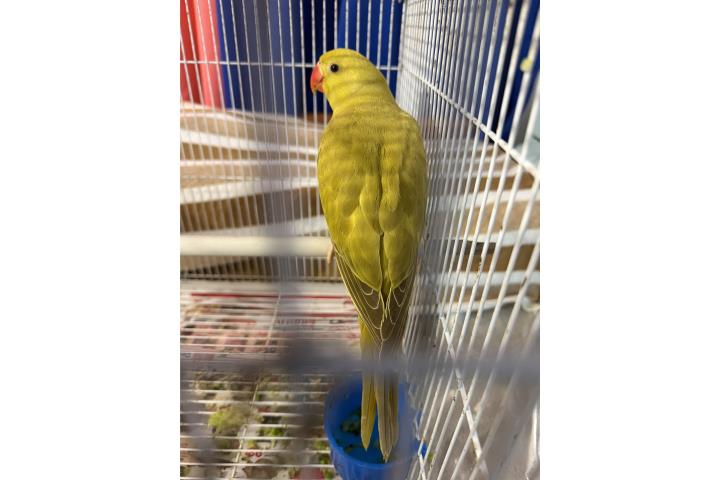 Ring Neck Verde Olivo 2 meses No ADN Puerto Rico