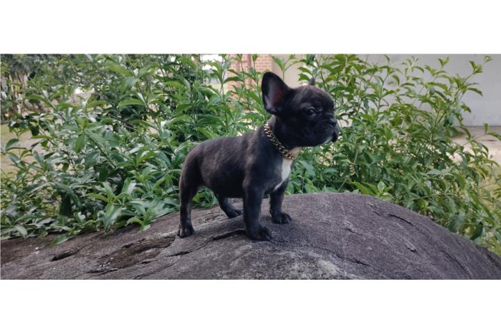 French bulldog  Puerto Rico