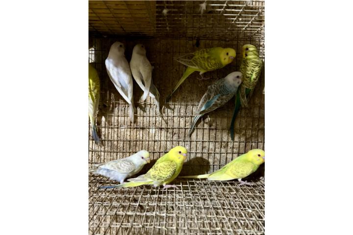 Pericos fallow Puerto Rico