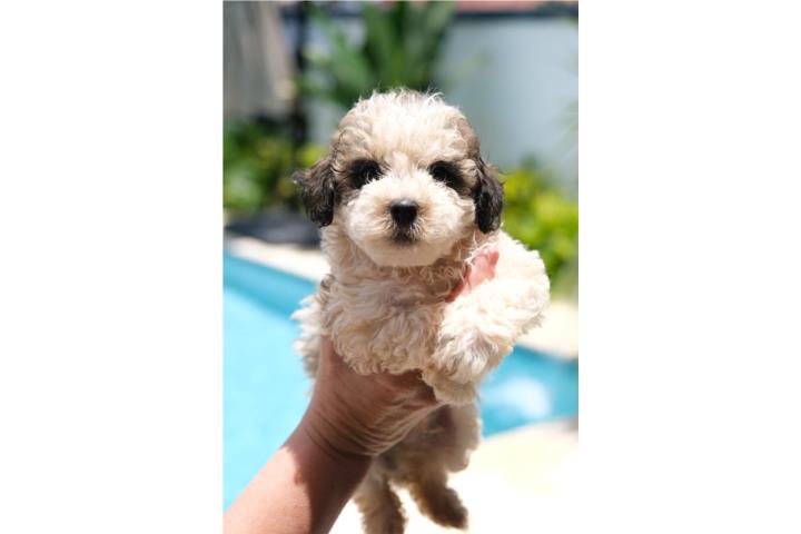 Minidoodle Puerto Rico