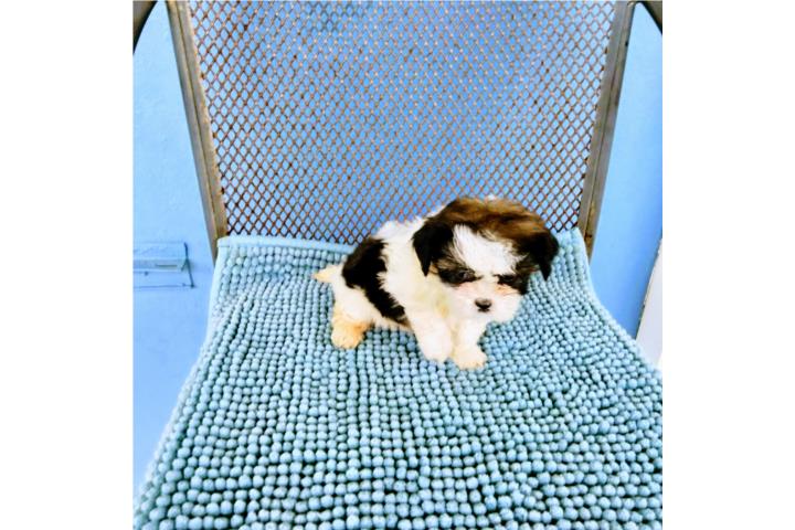 BELLA SHITZU HEMBRA PEQUEÑITA-PAPELES-VACUNAS Puerto Rico