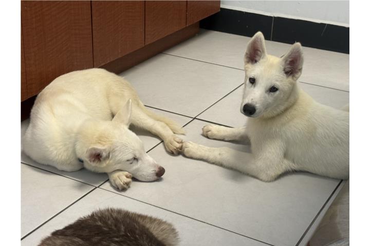 Preciosos Siberian Huskies  Puerto Rico