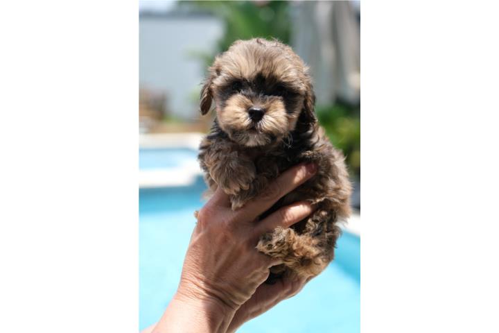 Minidoodle Puerto Rico