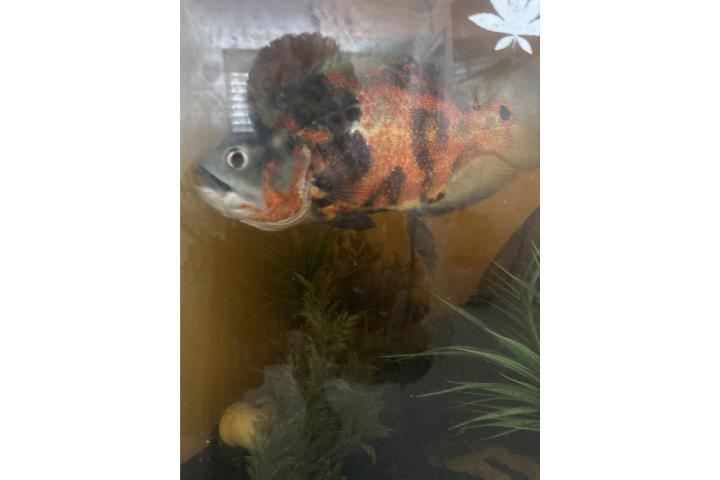 Vendo pez Oscar hembra de 4 años Puerto Rico