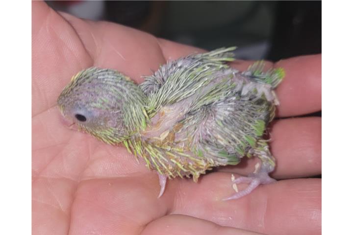 PARROTLETS BEBE PARA CRIAR A MANO  Puerto Rico