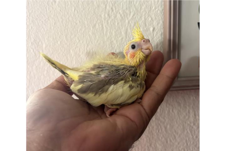 Cockatieles  Puerto Rico