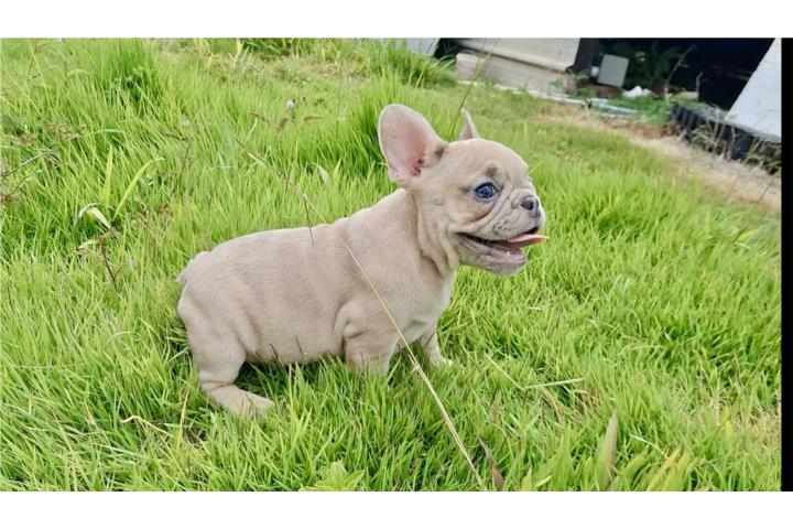 French buldog hembra y macho Puerto Rico