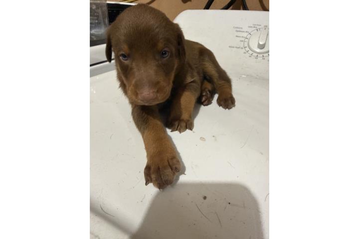 Doberman puppy  Puerto Rico