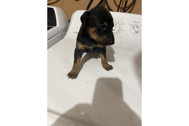 Dobermans Puppys  Puerto Rico