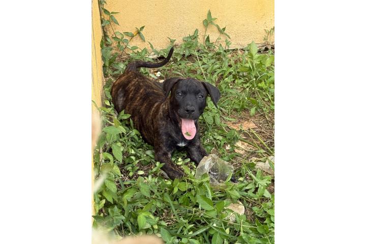 PRESA CANARIO Puerto Rico