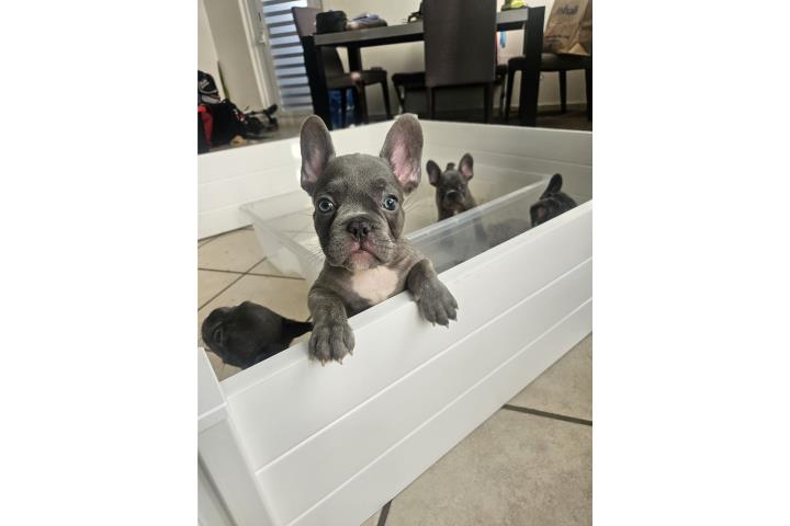 French Bulldog Puerto Rico