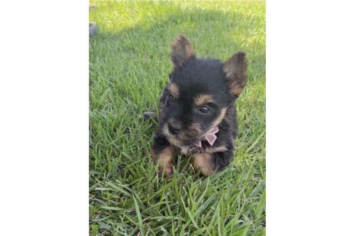 Yorky toy hembra  Puerto Rico