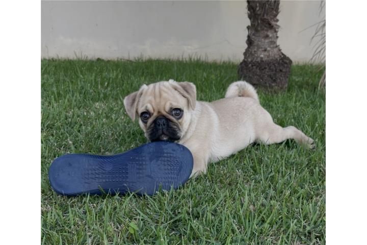 Pug Puerto Rico