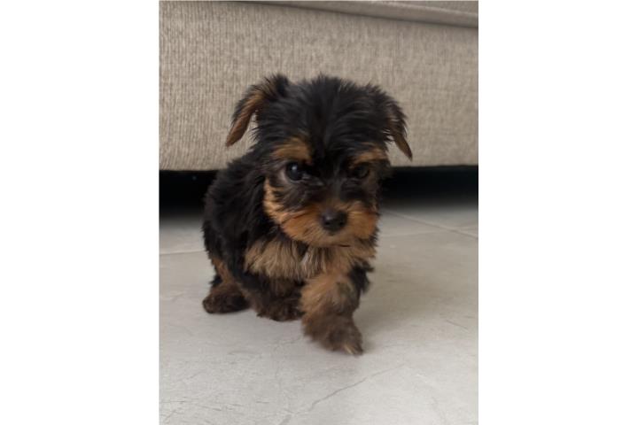 Yorkie toy regalo de madres y graduaciones  Puerto Rico