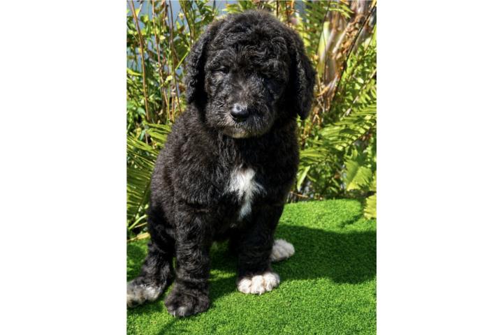 Poodle macho estandar  Puerto Rico