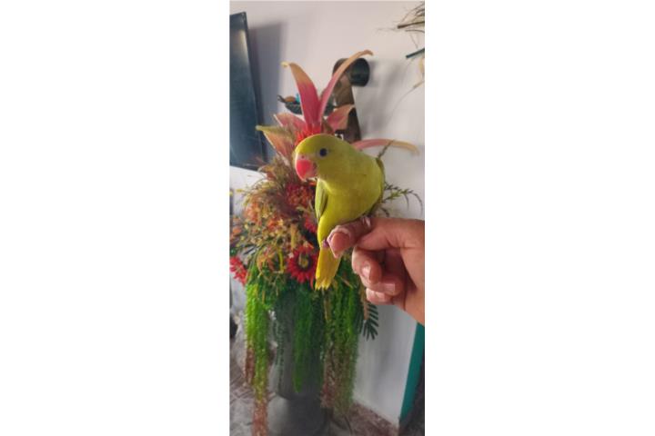 Cotorra ringneck Puerto Rico