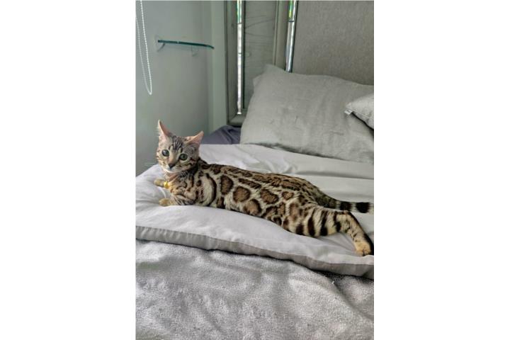 Gata bengala  liquidación nena  Puerto Rico