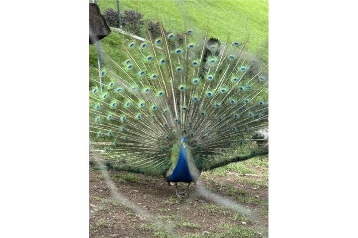 Pavos Reales Puerto Rico