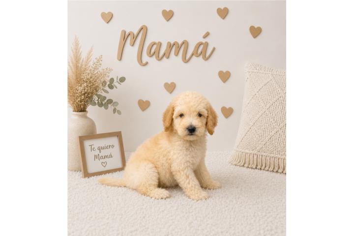 Minnie Goldendoodle nene  Puerto Rico