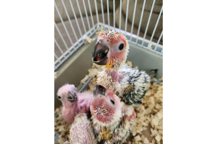 Sun Conure Hand Feed Puerto Rico
