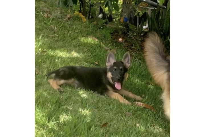 German Shepherd AKC Hembra Puerto Rico