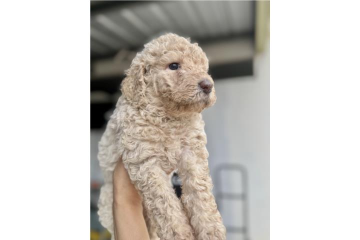 Goldendoodle  Puerto Rico