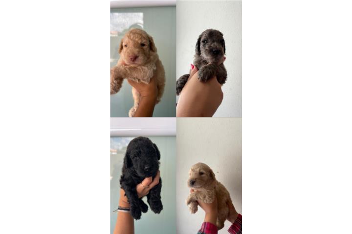 Standard Poodle Puerto Rico