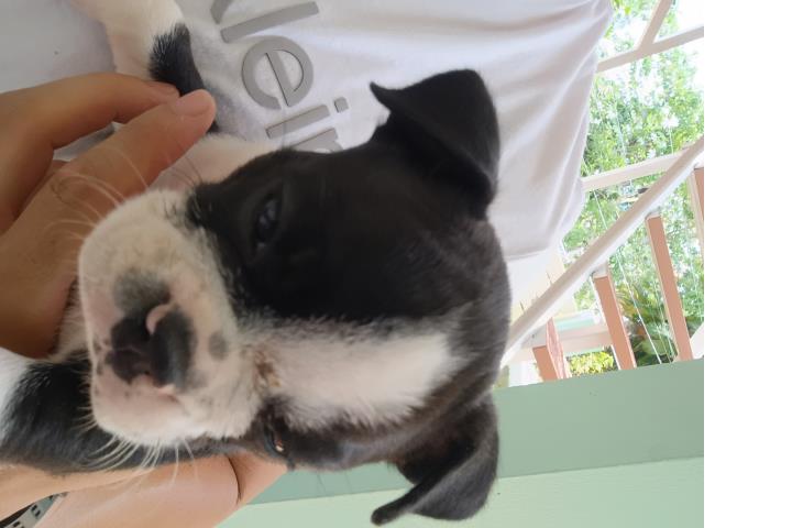 Boston terrier  Puerto Rico