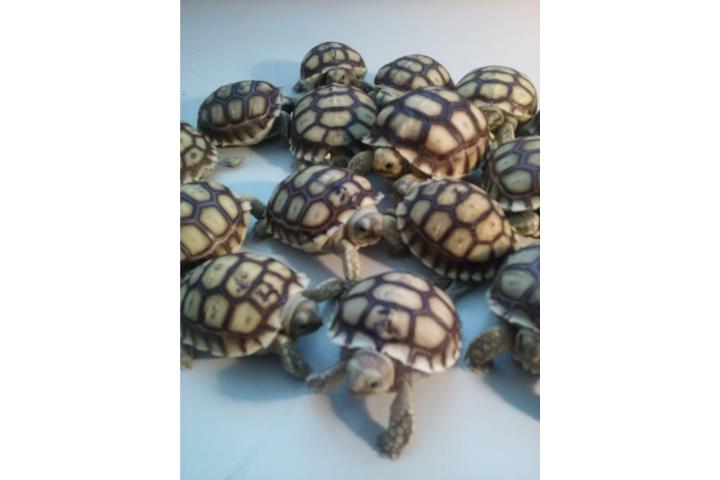 Tortugas terrestres sulcatas nacidas en PR Puerto Rico