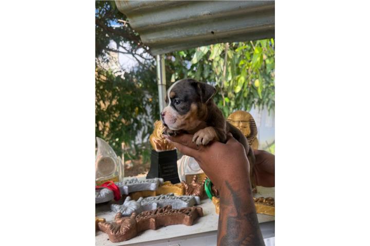 American bully hembra  Puerto Rico